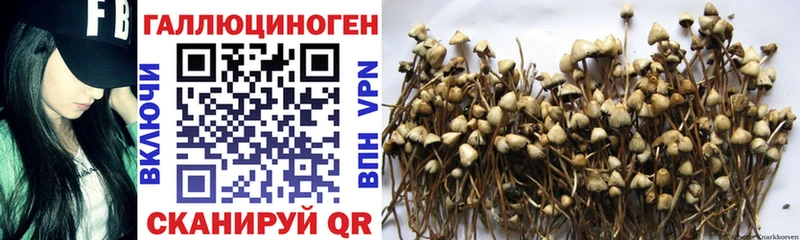 Галлюциногенные грибы Psilocybine cubensis  магазин    Приморско-Ахтарск 